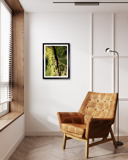 Swamp - Fine Art Print