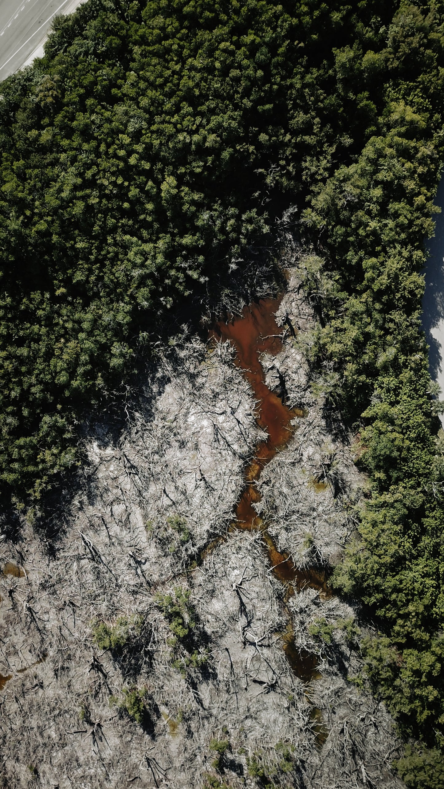 Jurassic - Fine Art Print