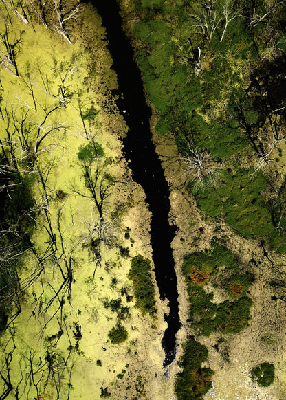 Swamp - Fine Art Print