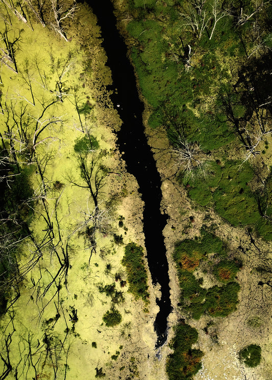 Swamp - Fine Art Print